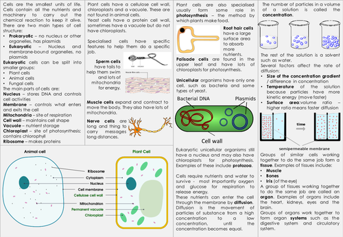 KS3 Cells and Organisms Knowledge Organiser - Cells and Movement
