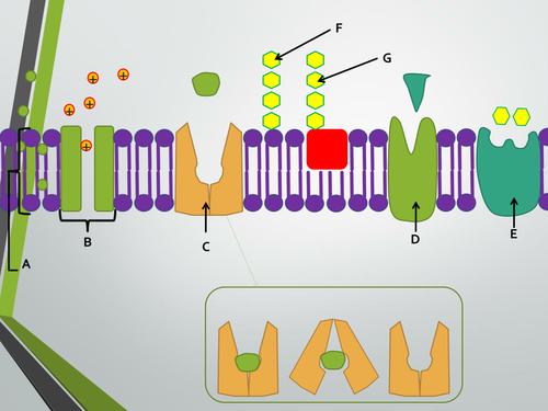 Transport across membranes topic. A Level Biology, AQA 7401/7402