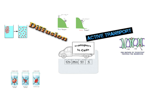 Transport in Cells mindmap activity - active transport, diffusion and osmosis