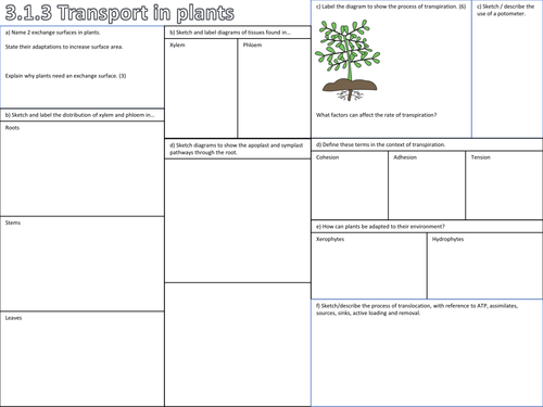 OCR Biology 3.1.3 Transport in Plants Revision Sheets