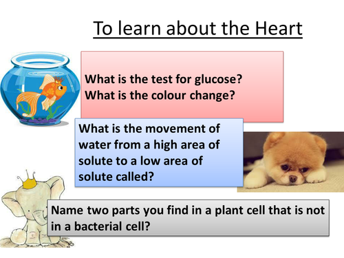 AQA B2 scheme of work  lessons 7-12 part unit of work Heart, lungs blood and cancer