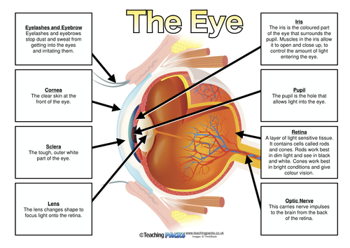 Label the Eye - Poster and Differentiated Matching Activity