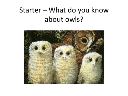 Owl Adaptations