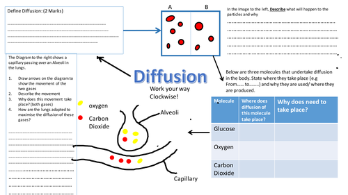 Diffusion Revision Worksheet - AQA 9-1 Biology Cell transport. Lungs/ organ