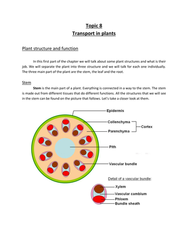 Transport in plants - IGCSE Biology - CIE