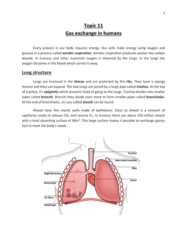 Gas Exchange - IGCSE Biology - CIE