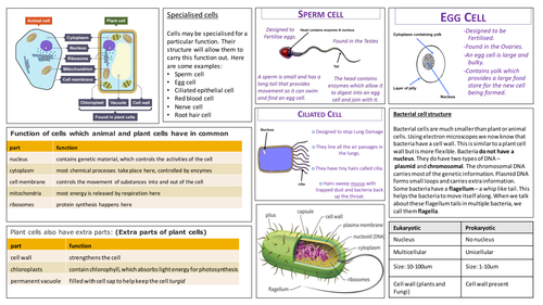 cells knowledge organiser