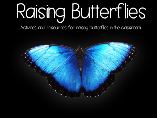 Raising Butterflies