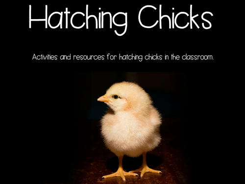 Hatching Chicks