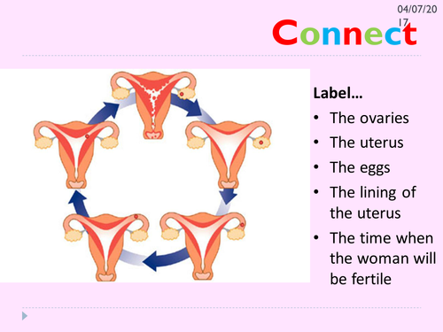 KS3 menstrual cycle