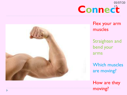KS3 movement and muscles