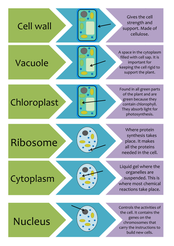 Plant And Animal Cell Structure Card Sort Teaching Resources
