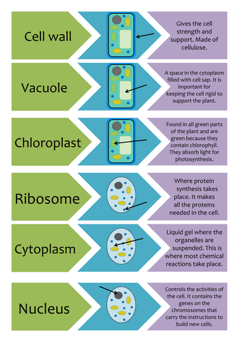 chloroplast function in animal cell