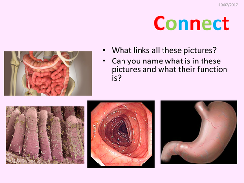 KS3 Activate Science 2 Health and Lifestyle lesson 4 Digestive system