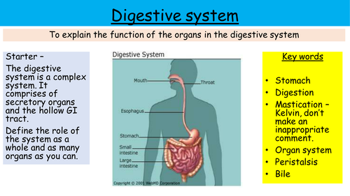 Digestive system & enzymes - NEW AQA GCSE