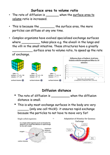 factors affecting diffusion worksheet