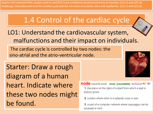 Control and Regulation of the Cardiac Cycle for Health and Social Care Unit 4 Level 4 Anatomy