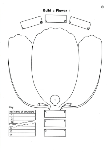 flower and body organs cut and stick