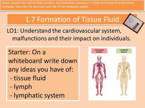 Lymphatic System and Formation of Tissue Fluid Health and Social Care Unit 4 Cambridge Technical