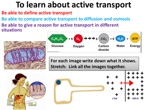 active transport