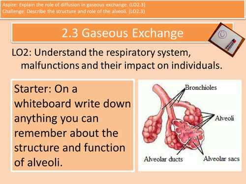 Structure of the alveoli and gaseous exchange Unit 4 Anatomy and Physiology Cambridge Technical