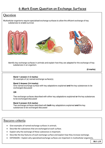 New AQA GCSE Biology - Cell Biology - Exchange surfaces - HIM Lesson and feedback generator