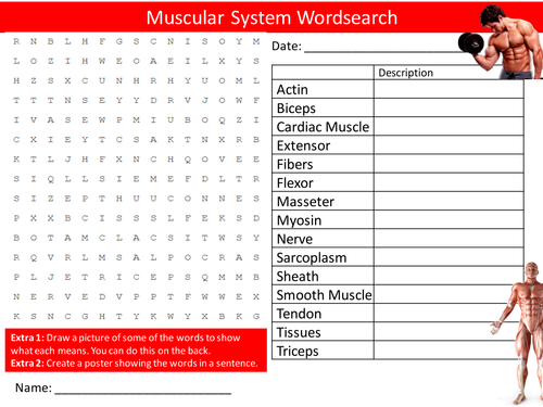 Muscular System Wordsearch Starter Activity Biology Muscles Homework Cover Lesson Plenary