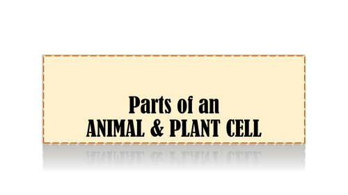 Organelles on a Plant and  Animal Cell - Powerpoint