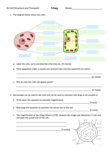 B1 Cell Structure and Transport FORMATIVE ASSESSMENT and MARK SCHEME *NEW SPEC*