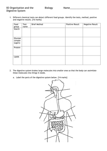 Organisation And The Digestive System Formative Assessment And Mark Scheme New Spec Teaching Resources
