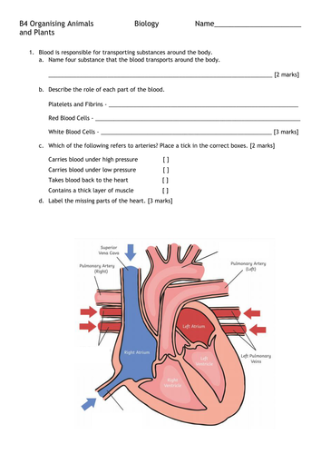 B4 Organisation and the Digestive System FORMATIVE ASSESSMENT and MARK SCHEME *NEW SPEC*