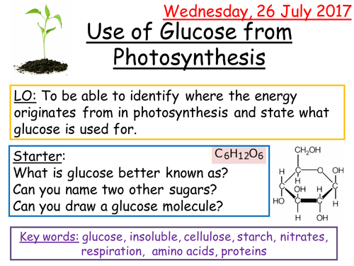 AQA 9-1 Use of Glucose from Photosynthesis