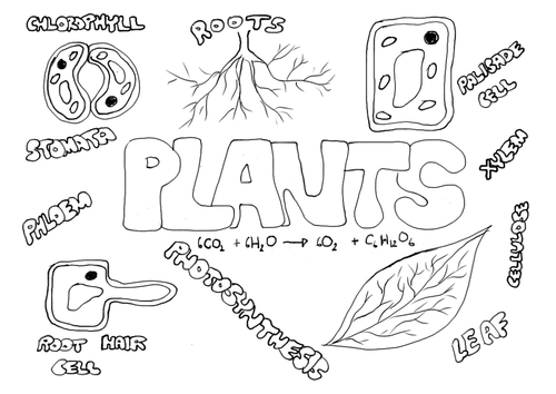 Plants poster to colour in - start/end term/ SEN science Christmas lesson