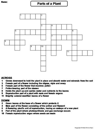 Parts of a Plant Crossword Puzzle by ScienceSpot Teaching Resources Tes