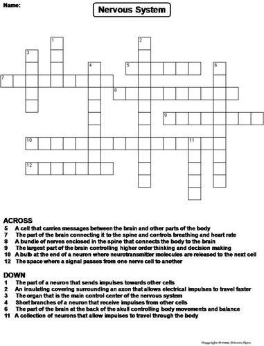 Nervous System Crossword Puzzle Teaching Resources