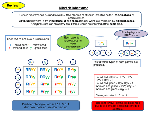 Dihybrid Inheritance Revision Card Activity New OCR A Level