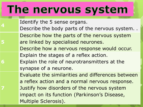 The Nervous System (KS3)