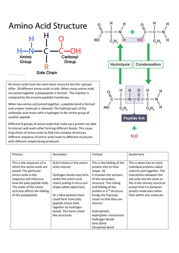 Biological Molecules- Chapter 3 OCR A Biology A level