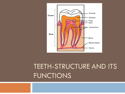 Teeth- Structure and its functions