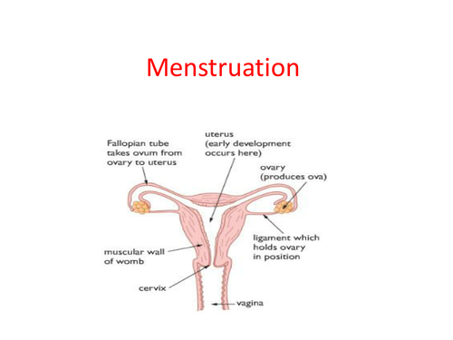 Menstruation