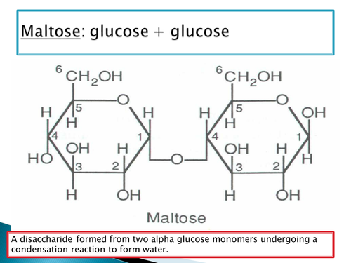OCR A level Biology Module 2 - chapter 3 - polysaccharides lesson
