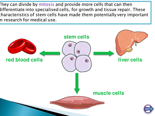 NEW SPEC - OCR A level Biology - Module 2 - chapter 6 - cell division - stem cells