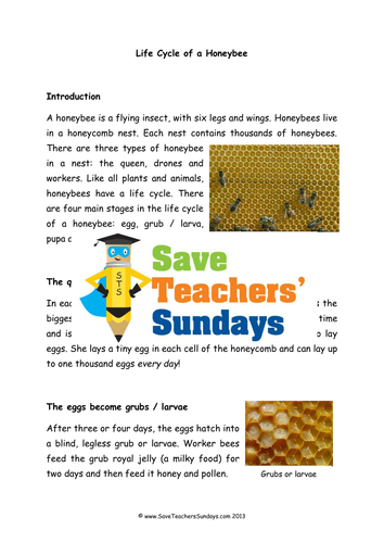 Honeybee Life Cycle Explanation Text Comprehension / Guided reading (4 levels of difficulty)