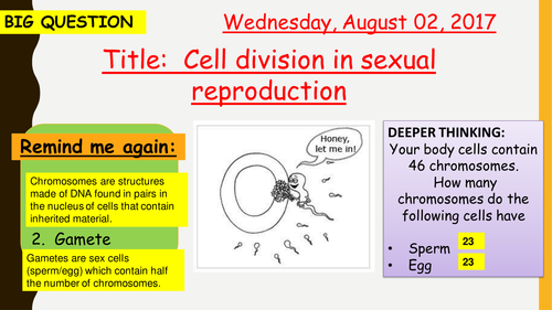 AQA new specification-Cell division in sexual reproduction (meiosis)-B13.2