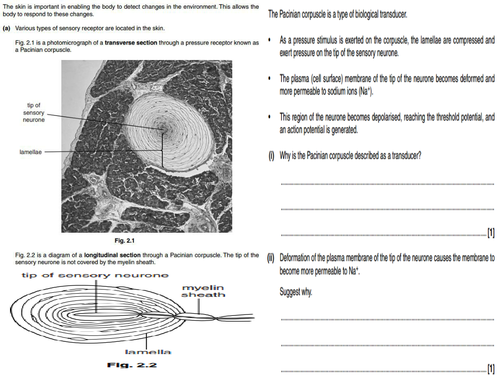 NEW SPEC A level biology - Module 5 - Chapter 3 - Structure & function of neurones