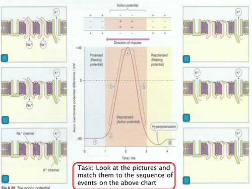 new-spec-a-level-biology-module-5-chapter-3-action-potential