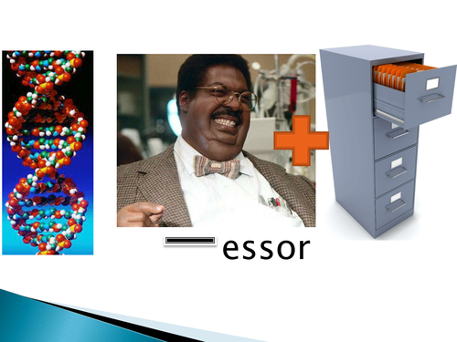 NEW SPEC - A level bio - OCR - Module 6 Genetics - Chapter 3 Genomes- DNA profiling