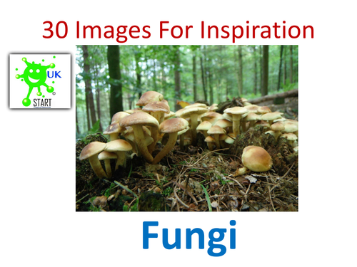 Visuals. 30 Images of Fungi for Inspiration. ART