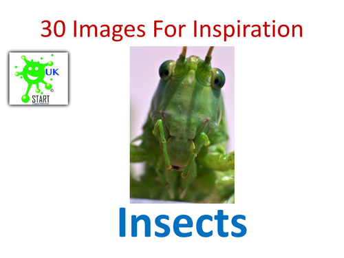 GCSE ART EXAM 2018. 30 Images of Insects for Inspiration