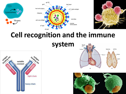 AQA cell recognition and the immune system